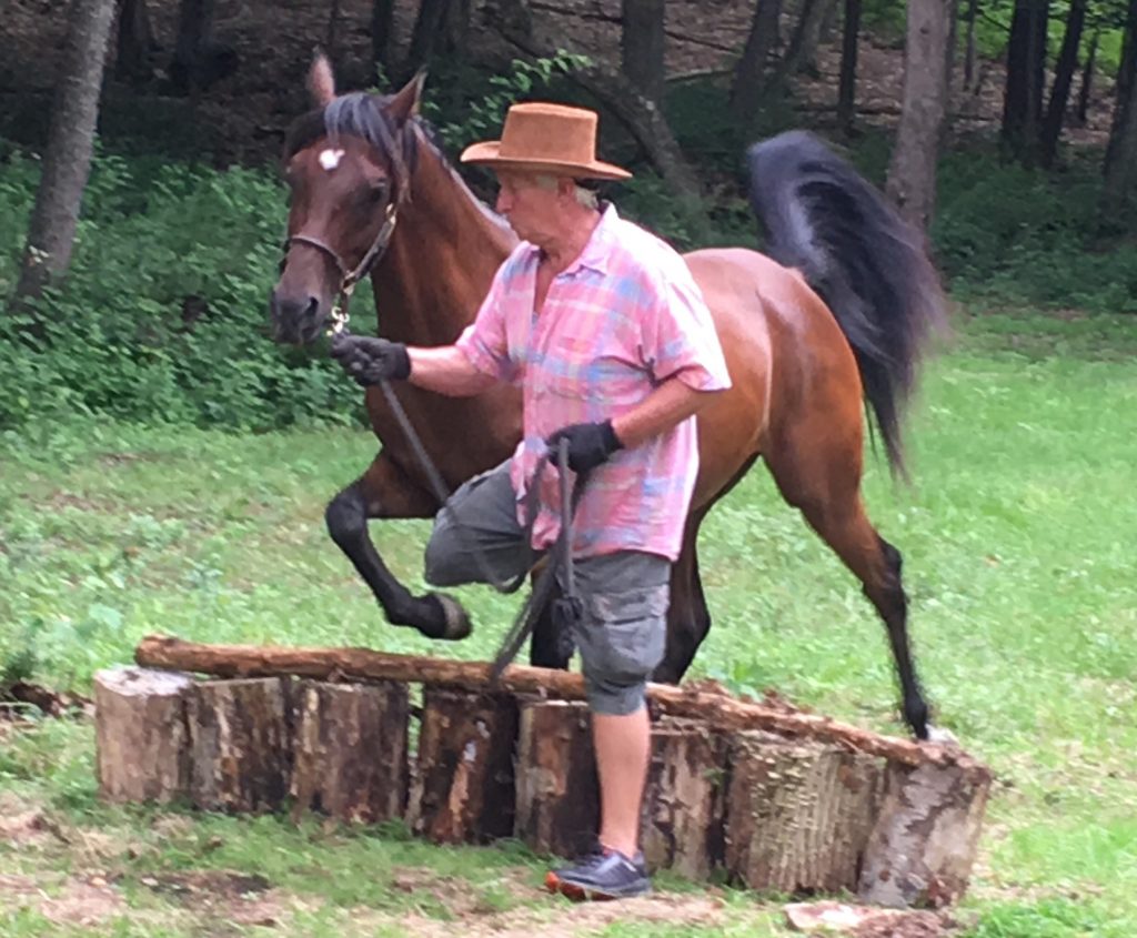 Introducing The Equus Effect Program for Veterans to Fairfield County